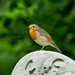 Robin Howlett Photo 9