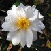 Dawn Williamson Photo 20