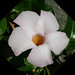 Sara Funes Photo 9