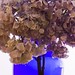 Hortensia Mendez Photo 3