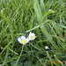 Albert Flowers Photo 22