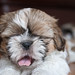 Shih Young Photo 5