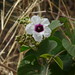 Liana Bell Photo 11