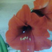Pat Conrad Photo 9