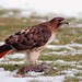 Deborah Hawk Photo 17
