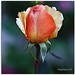 Helen Rice Photo 16