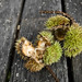 Susan Chestnut Photo 4
