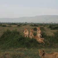 Gordon Alexander Photo 35