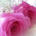 Rose Holland Photo 23