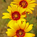 Dawn Wilcox Photo 31