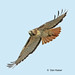 Dan Hawks Photo 13