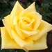 Terri Rose Photo 12