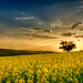 Bruce Mann Photo 35