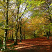 Judy Wood Photo 12