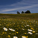 David Garvin Photo 25