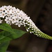 Shelly Flowers Photo 15