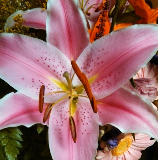 Theresa Foreman Photo 26