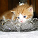 Chrystal Foster Photo 12