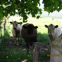 Teresa Gustafson Photo 27