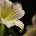 Sarah Hodges Photo 49