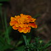 Lily Sun Photo 22