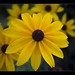 Susan Ginter Photo 22