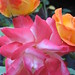 Geri Rose Photo 3