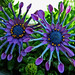 Susan Bliss Photo 30