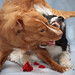 Rose Bear Photo 18