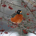Robin Cross Photo 13