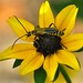 Susan Summers Photo 33