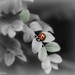 Robin Rawls Photo 17