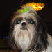 Patsy Green Photo 13