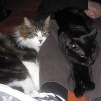 Shirley Ross Photo 5