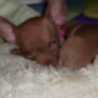 Alice Dillard Photo 20