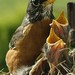 Robin Planeta Photo 5