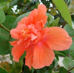 Caren Brown Photo 12