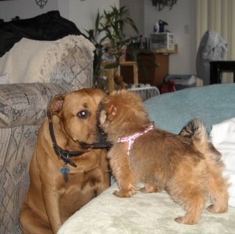 Terri Howell Photo 23