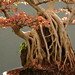 Stanley Root Photo 4