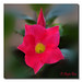 Ronald Flowers Photo 23