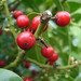 Ann Berry Photo 12