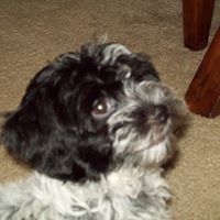 Lori Riddle Photo 13