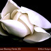 Vincent Rodgers Photo 17