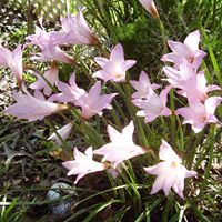 Linda Russell Photo 42