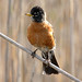 Robin Phelps Photo 31