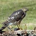 Warren Sharp Photo 36