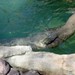 April Seal Photo 18