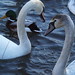Amy Swan Photo 38
