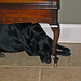Robert Lucky Photo 11