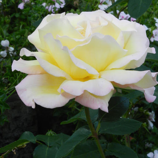 Colleen Edwards Photo 11